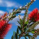 découvrez le callistemon, une magnifique plante aux fleurs colorées et aux feuillages attrayants. apprenez comment l'intégrer dans votre jardin, ses besoins en arrosage, en lumière et les meilleures méthodes d'entretien pour profiter pleinement de cette espèce résistante et esthétique.
