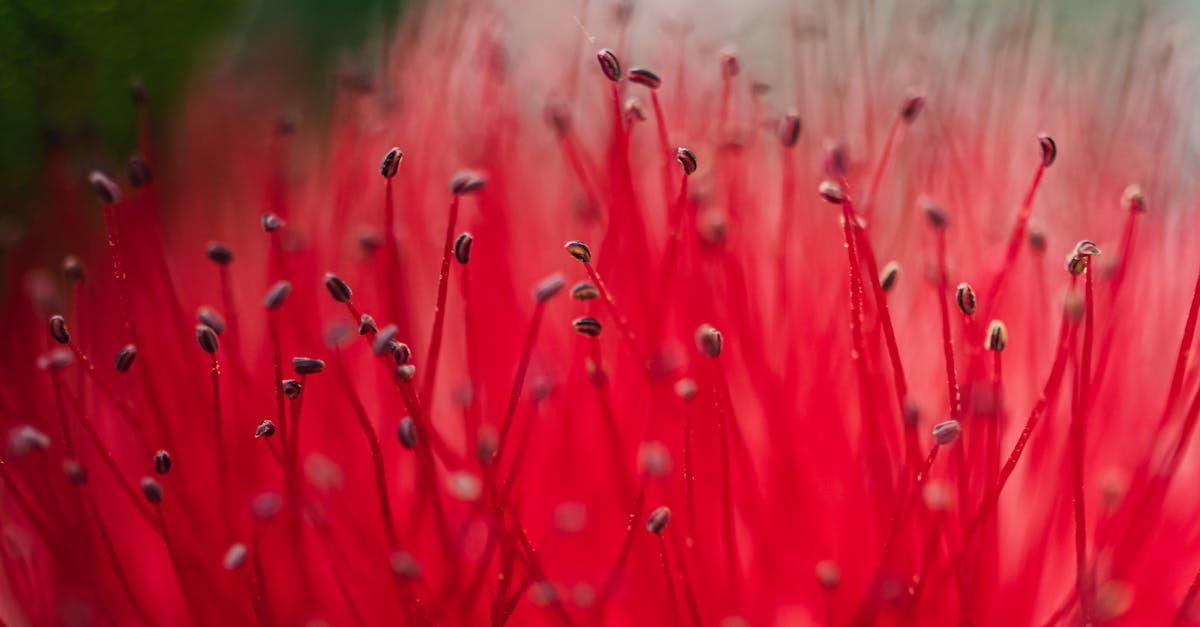 découvrez le callistemon, une plante ornementale aux fleurs spectaculaires et au feuillage attrayant. apprenez tout sur son entretien, ses variétés et comment l'intégrer dans votre jardin pour apporter une touche d'exotisme.