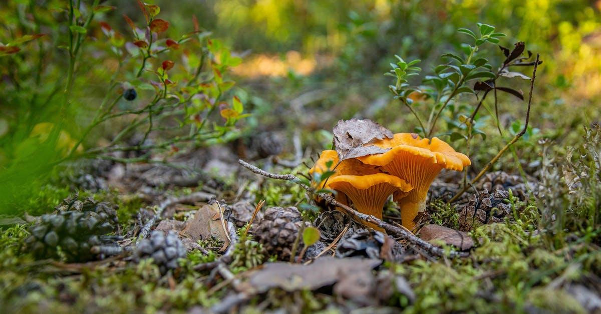 découvrez l'univers fascinant des champignons chantarelles, leur goût unique et leurs bienfaits culinaires. apprenez à les cueillir et à les préparer pour régaler vos papilles lors de vos repas en pleine nature.
