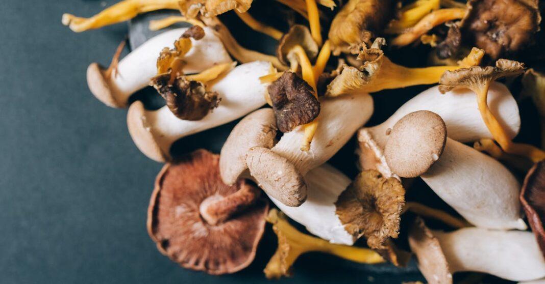 découvrez l'univers fascinant des chanterelles, ces champignons délicats au goût unique. explorez leurs variétés, leurs bienfaits nutritionnels et des recettes savoureuses pour sublimer vos plats.
