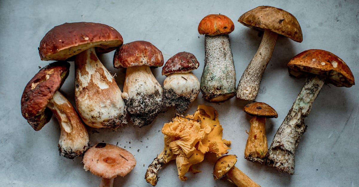 découvrez tout ce qu'il faut savoir sur la chanterelle, ce champignon savoureux et raffiné. apprenez à le reconnaître, à le cuisiner et à l'intégrer dans vos plats pour rehausser vos recettes avec une touche forestière.