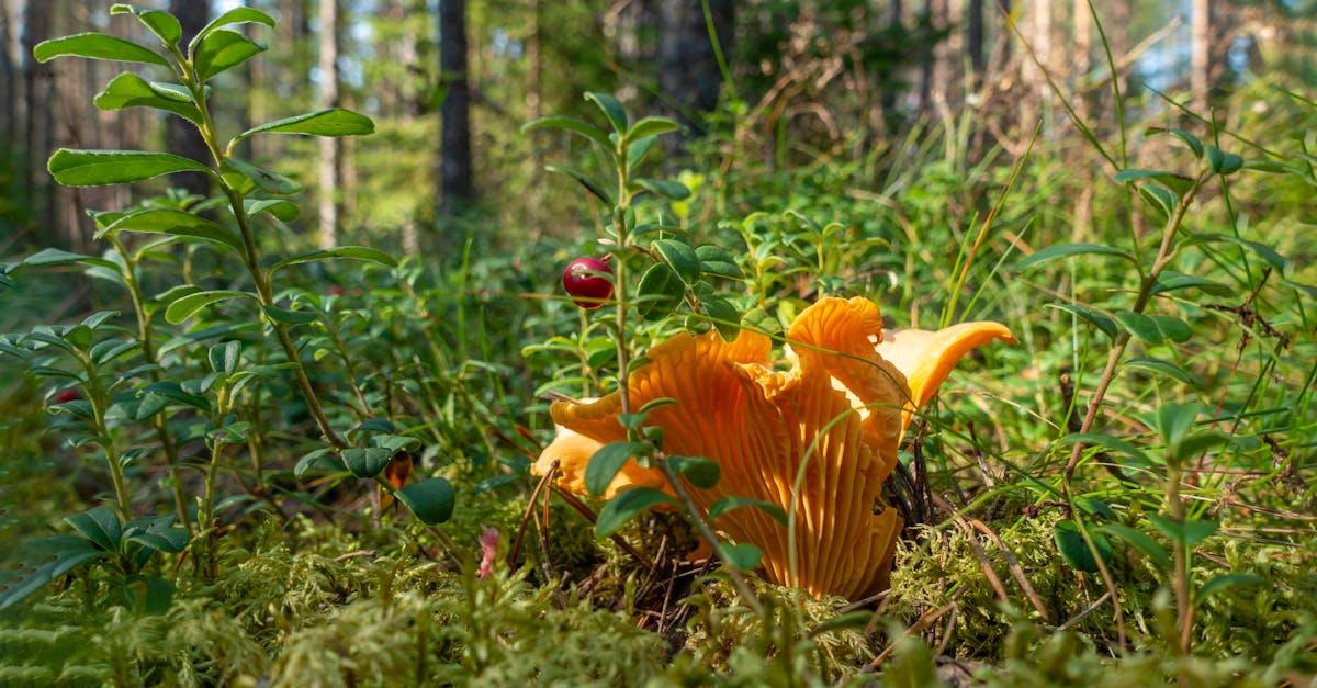 découvrez l'univers fascinant des chanterelles, ces champignons délicats aux saveurs subtiles. apprenez à les identifier, à les cuisiner et à les apprécier dans vos plats gastronomiques. plongez dans la richesse de la nature avec nos conseils pour la cueillette et des recettes savoureuses qui mettront en valeur ce trésor de la gastronomie.