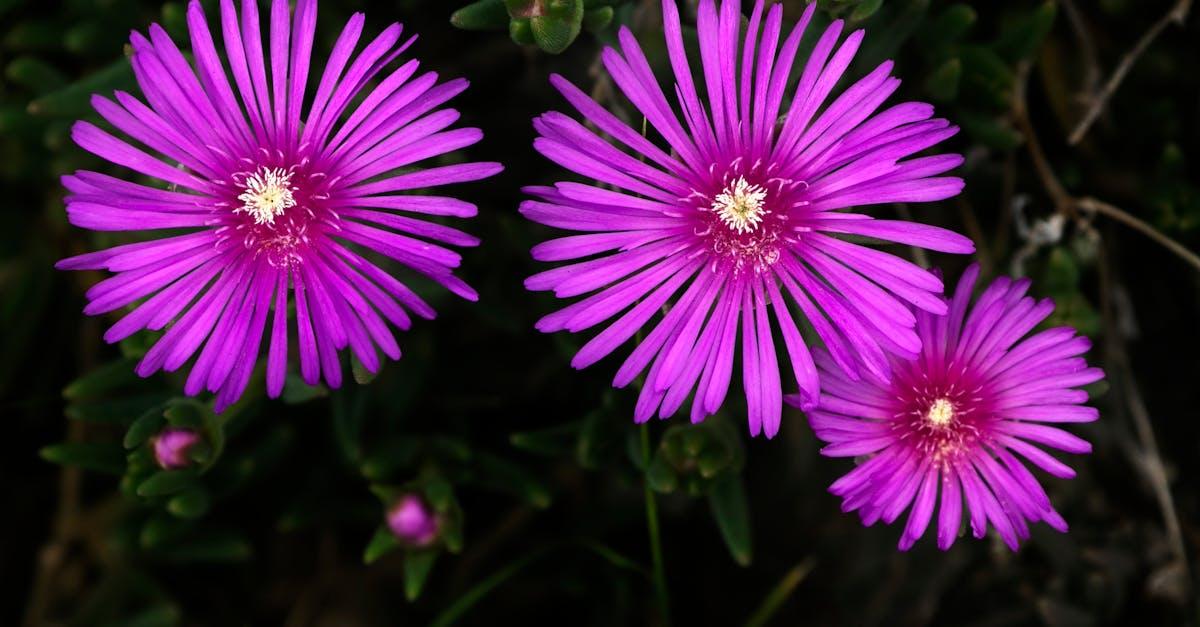 découvrez le delosperma, une plante succulente innovante et colorée, idéale pour embellir votre jardin ou votre intérieur. apprenez tout sur ses variétés, ses soins faciles et son adaptation à des conditions climatiques variées.