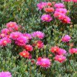 Delosperma : guide complet pour une culture et un entretien réussis découvrez le delosperma, une plante succulente appréciée pour ses fleurs éclatantes et sa capacité à résister à la chaleur. idéale pour les jardins secs, cette beauté résistante ajoute une touche de couleur tout en nécessitant peu d'entretien.