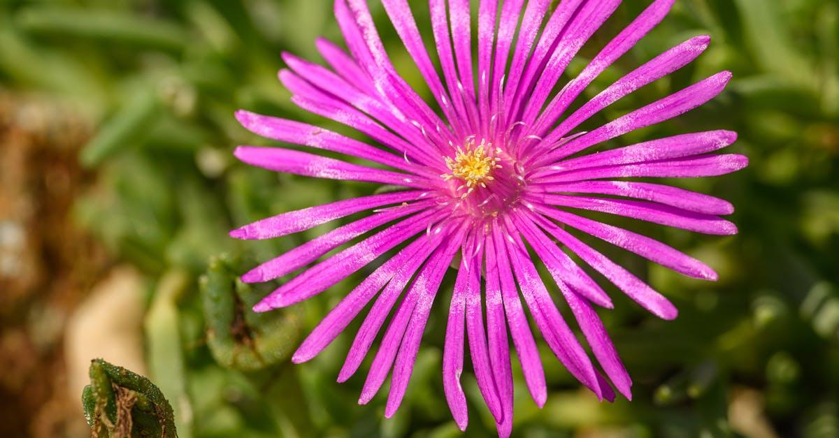 découvrez le delosperma, une plante succulente aux fleurs éclatantes et à la résistance exceptionnelle. idéale pour les jardins secs et les rocailles, cette plante originale apportera couleur et charme à votre espace extérieur.