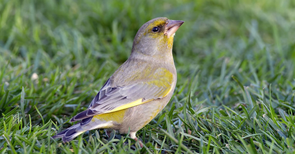 découvrez le verdier d'europe, un oiseau fascinant aux plumages éclatants et au chant mélodieux. apprenez-en plus sur ses habitats, son alimentation et son comportement.