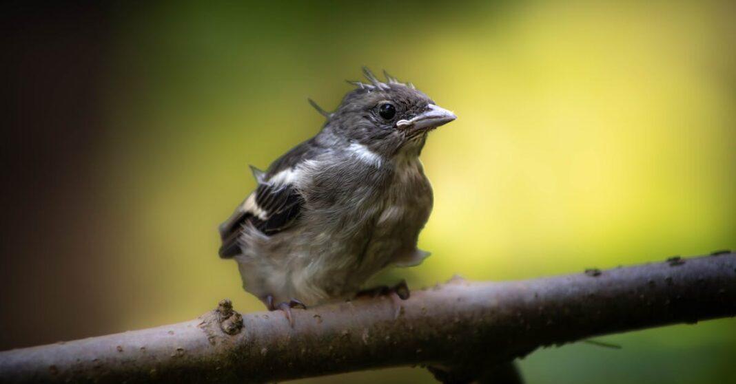 découvrez le verdier d'europe, un oiseau coloré et mélodieux, connu pour sa beauté et son chant enjoué. apprenez-en davantage sur ses habitats, ses comportements et son rôle dans l'écosystème européen.
