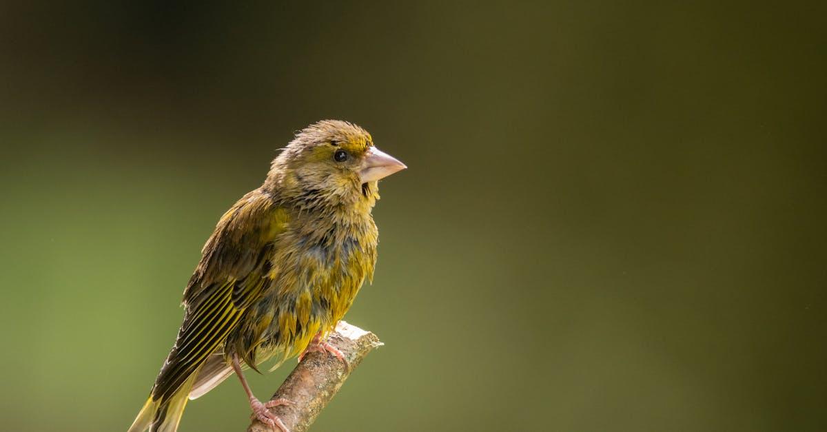 découvrez le verdier d'europe, un oiseau au plumage vibrant et au chant melodieux. explorez ses comportements, son habitat et son rôle essentiel dans l'écosystème européen.