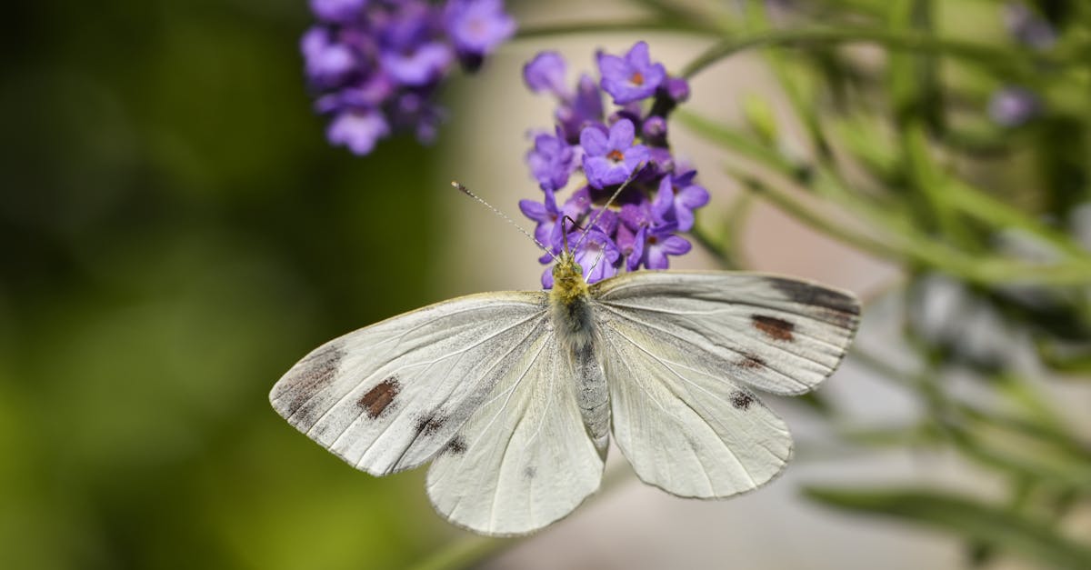 découvrez les différentes variétés de lavande, chacune avec ses caractéristiques uniques, ses arômes envoûtants et ses bienfaits réputés. explorez les meilleures options pour votre jardin ou vos projets de détente.
