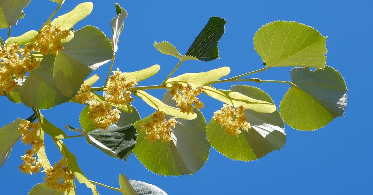 découvrez l'univers fascinant du tilleul, un arbre aux multiples vertus. explorez ses bienfaits, son utilisation en médecine traditionnelle et son importance dans l'écosystème. plongez dans l'histoire et les traditions liées à cet arbre majestueux.