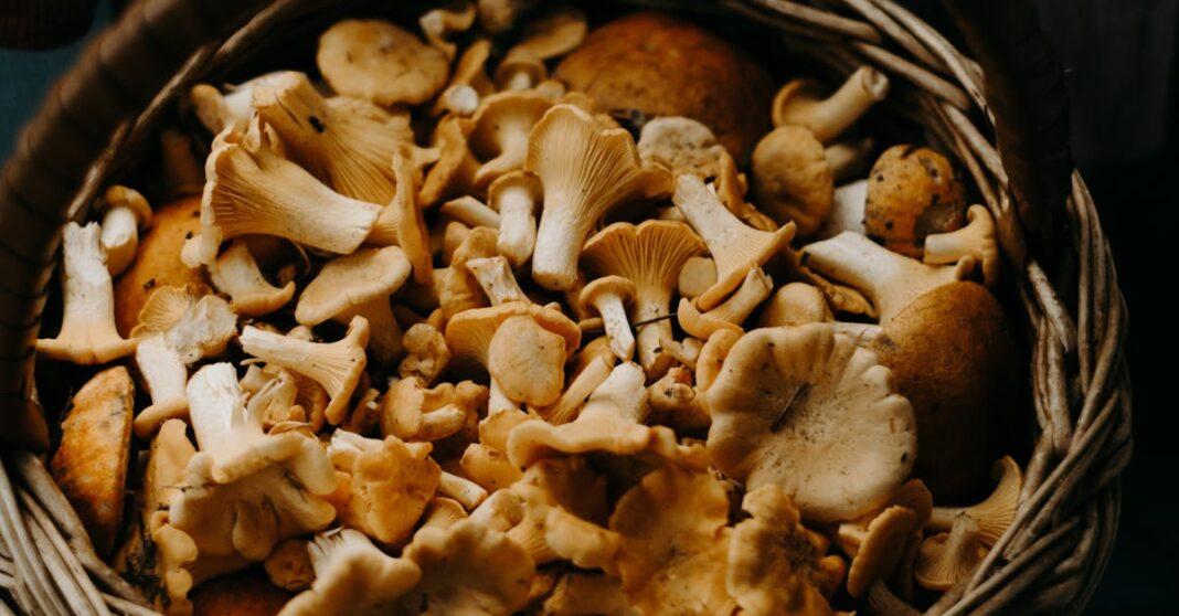 découvrez l'univers fascinant des champignons : variétés, bienfaits nutritionnels, astuces de récolte et recettes savoureuses. plongez dans ce monde mystérieux et apprenez à apprécier ces délices de la nature.