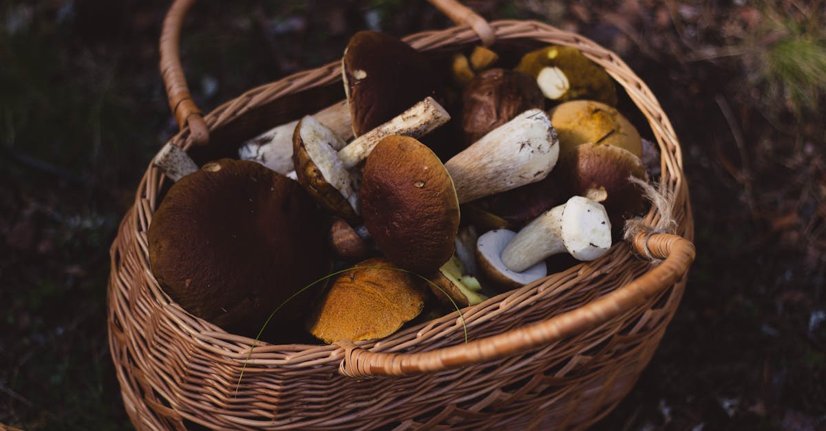 découvrez l'univers fascinant des champignons ! explorez leurs variétés, bienfaits nutritionnels, recettes savoureuses et astuces de culture. plongez dans le monde mycologique et apprenez à reconnaître les espèces comestibles et toxiques.