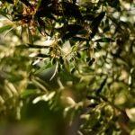 découvrez l'univers des olives : un fruit savoureux aux multiples bienfaits, riche en antioxydants et parfait pour rehausser vos plats. explorez nos recettes, conseils de conservation et variétés d'olives pour enrichir votre alimentation.