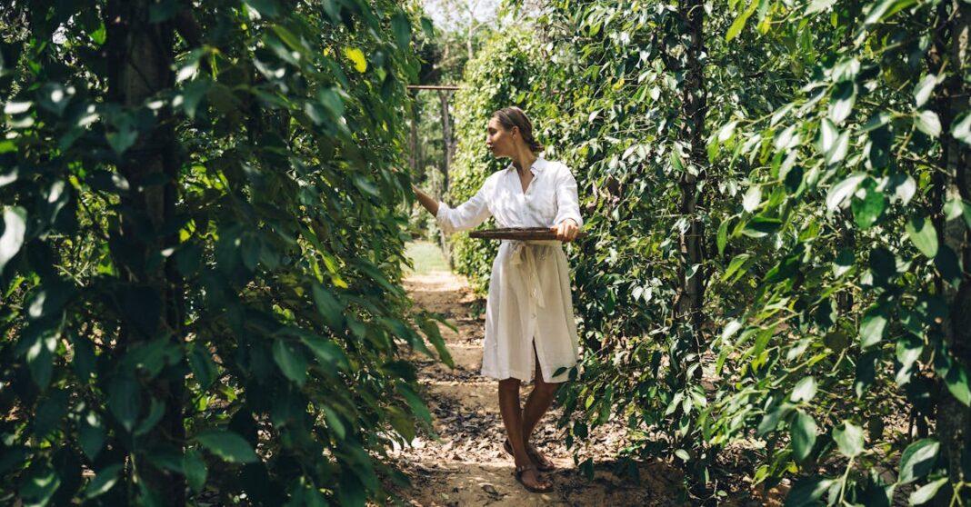 découvrez les secrets de la culture du poivre : techniques de plantation, conseils d'entretien et astuces pour obtenir des récoltes abondantes. apprenez à maîtriser cette épice prisée et enrichissez vos connaissances en agriculture durable.