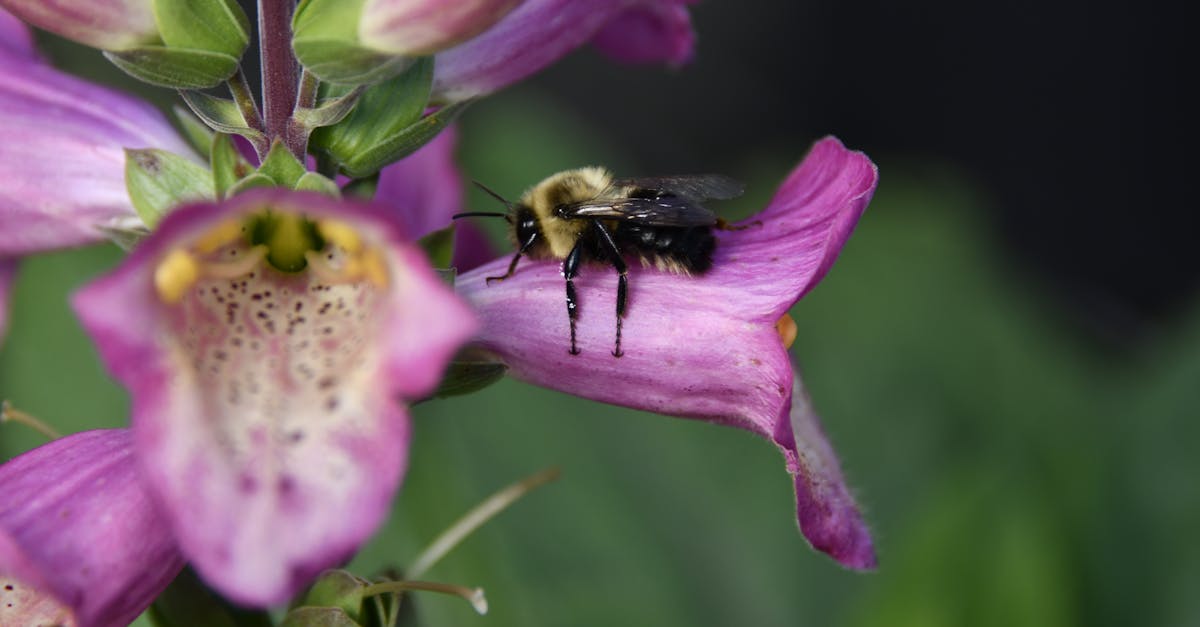 découvrez la digitale pourpre, une plante majestueuse aux fleurs en cloche qui ornent jardins et paysages. apprenez tout sur ses caractéristiques, son entretien et son utilisation décorative.