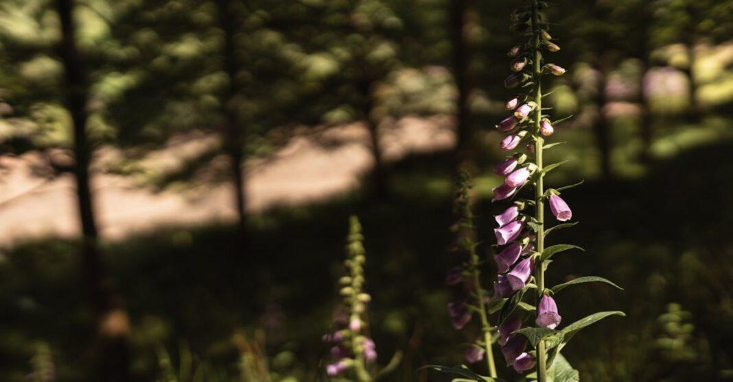 découvrez la digitale pourprée, une plante élégante et spectaculaire aux fleurs en forme de cloche, apportant une touche de couleur vibrante à vos jardins et espaces extérieurs. cette plante exceptionnelle, souvent admirée pour sa beauté, est également connue pour ses propriétés médicinales et son habitat naturel dans les forêts et prairies.