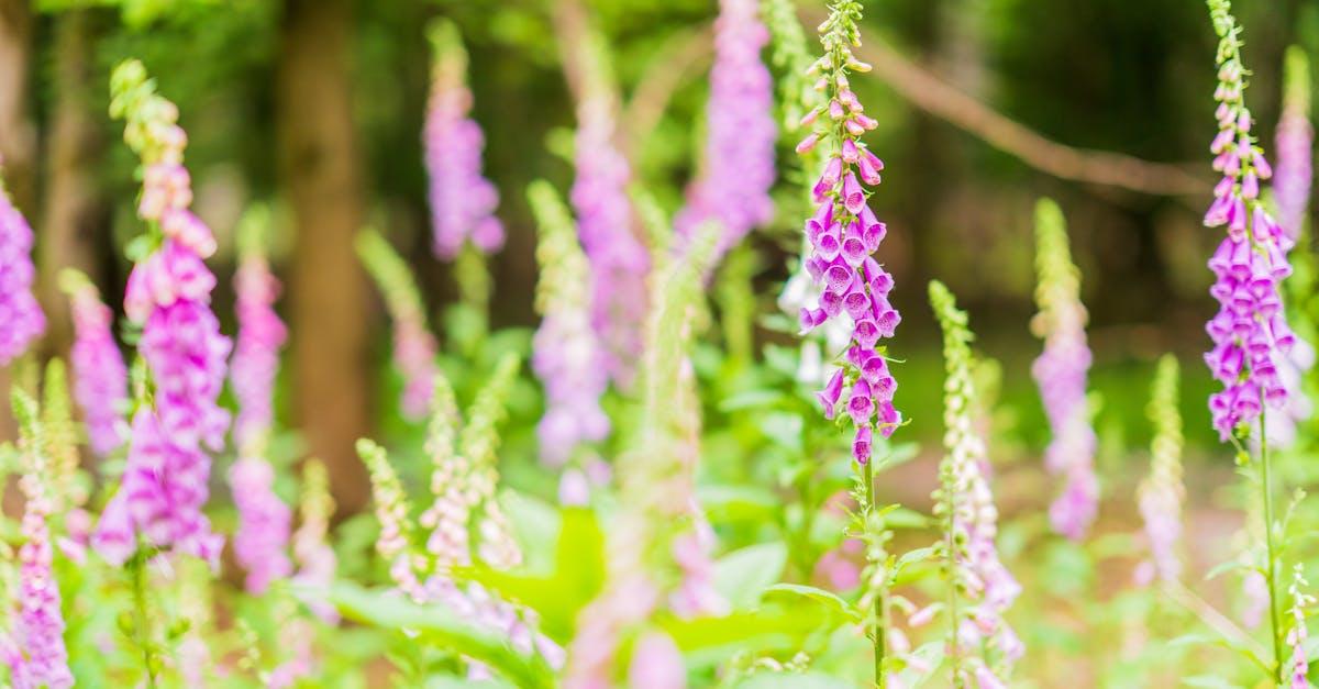 découvrez la digitale pourpre, une plante vivace fascinante aux fleurs en forme de cloche. apprenez comment l'intégrer dans votre jardin et profitez de sa beauté élégante tout en prenant connaissance de ses propriétés médicinales.