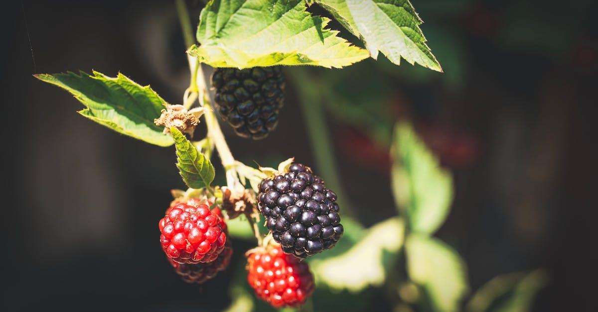 découvrez le processus de maturation des fruits et légumes, un phénomène naturel essentiel qui influence la saveur, la texture et la qualité des produits alimentaires. apprenez comment la maturation joue un rôle clé dans la culture et la consommation des aliments, et explorez les différentes étapes qui transforment les produits frais en délices savoureux.