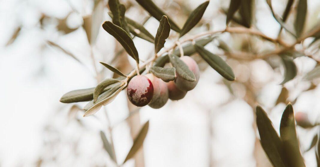 découvrez le processus de maturation des fruits et légumes, une étape essentielle pour optimiser leur saveur, texture et valeur nutritionnelle. apprenez les techniques et meilleures pratiques pour cueillir et conserver vos récoltes.