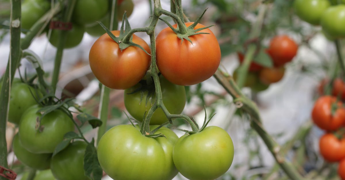 découvrez le processus fascinant de maturation des fruits, de leur croissance à leur pleine saveur. apprenez comment les conditions environnementales et les techniques agricoles influencent la qualité et le goût à chaque étape.