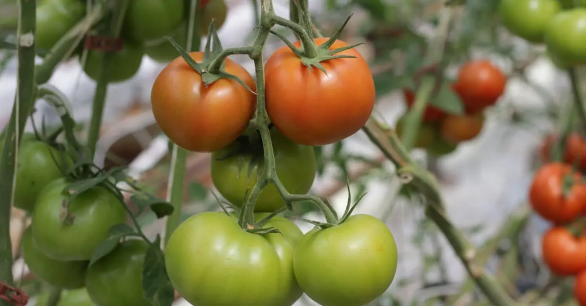 découvrez le processus fascinant de maturation des fruits, de leur croissance à leur pleine saveur. apprenez comment les conditions environnementales et les techniques agricoles influencent la qualité et le goût à chaque étape.