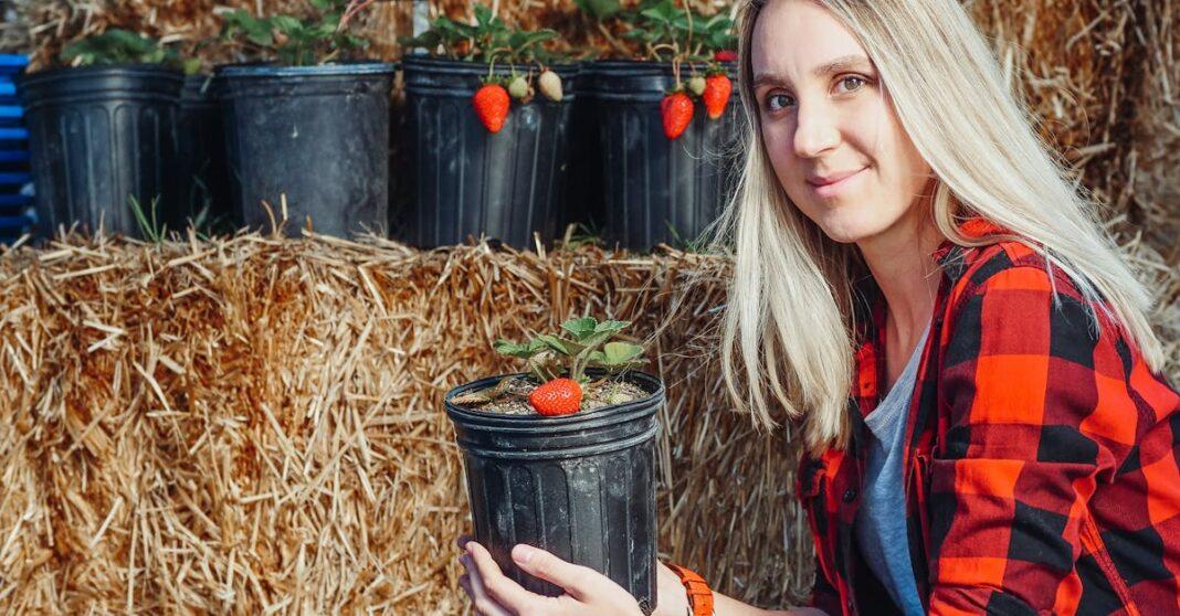 découvrez les astuces et techniques essentielles pour réussir la plantation de fraises dans votre jardin. apprenez à choisir les meilleures variétés, à préparer le sol, et à entretenir vos plants pour une récolte abondante et savoureuse.