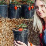 découvrez les astuces et techniques essentielles pour réussir la plantation de fraises dans votre jardin. apprenez à choisir les meilleures variétés, à préparer le sol, et à entretenir vos plants pour une récolte abondante et savoureuse.