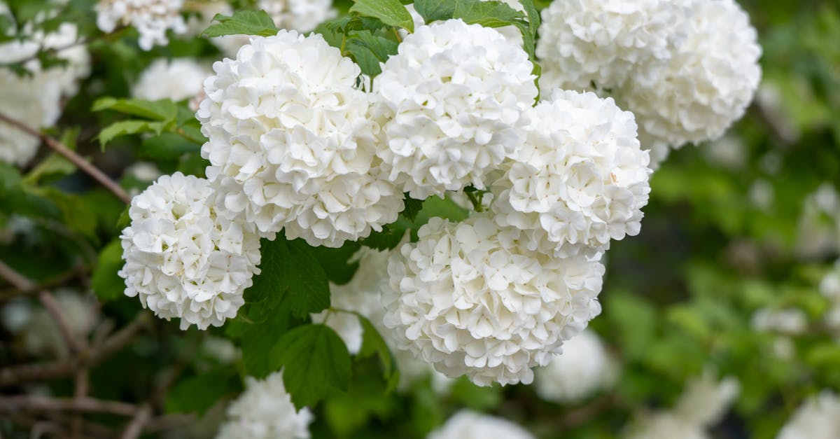 découvrez le viburnum, une plante ornementale prisée pour ses fleurs parfumées et son feuillage décoratif. idéal pour embellir jardins et espaces verts, le viburnum offre une variété de couleurs et de formes qui séduira les jardiniers. apprenez à l'entretenir pour profiter de sa beauté tout au long de l'année.
