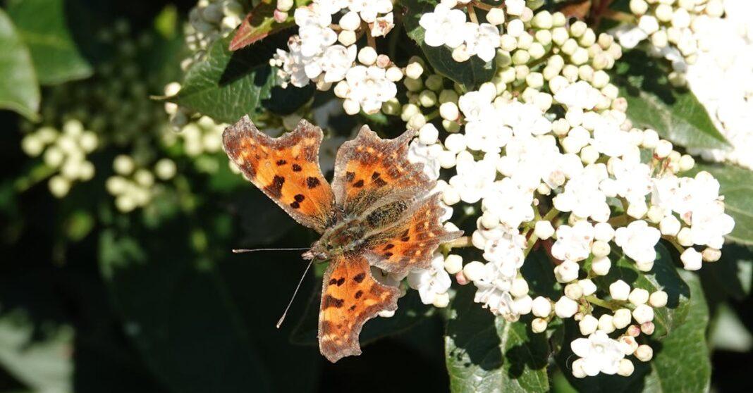 découvrez le viburnum, un arbuste ornemental aux fleurs spectaculaires et au feuillage luxuriant. idéal pour embellir votre jardin, il offre également des baies colorées et attire la faune. plantez-le pour profiter d'une floraison éblouissante tout au long des saisons.