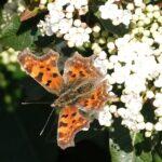 découvrez le viburnum, un arbuste ornemental aux fleurs spectaculaires et au feuillage luxuriant. idéal pour embellir votre jardin, il offre également des baies colorées et attire la faune. plantez-le pour profiter d'une floraison éblouissante tout au long des saisons.