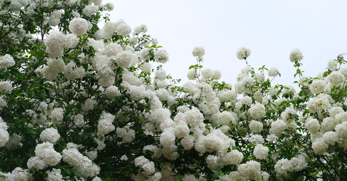 découvrez le viburnum, un arbuste élégant et polyvalent, parfait pour embellir vos jardins tout au long de l'année. apprenez à l'entretenir et à choisir les meilleures variétés pour votre espace extérieur.