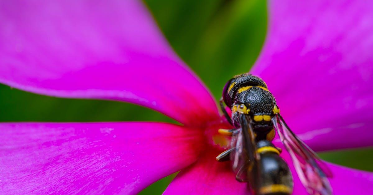 découvrez le fascinant monde des guêpes : leur rôle dans l'écosystème, les différentes espèces, leurs comportements fascinants et des conseils pour cohabiter en toute sécurité avec ces insectes indispensables.