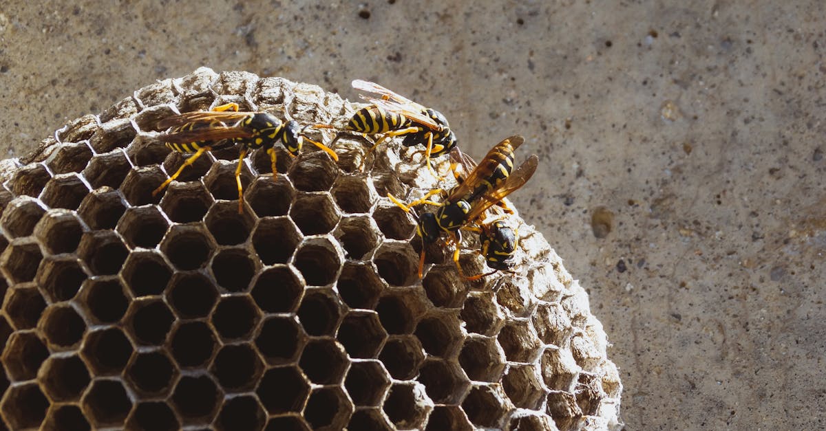 découvrez tout sur les guêpes : leur rôle dans l'écosystème, les différentes espèces, et des conseils pour cohabiter sereinement avec ces insectes souvent mal compris.