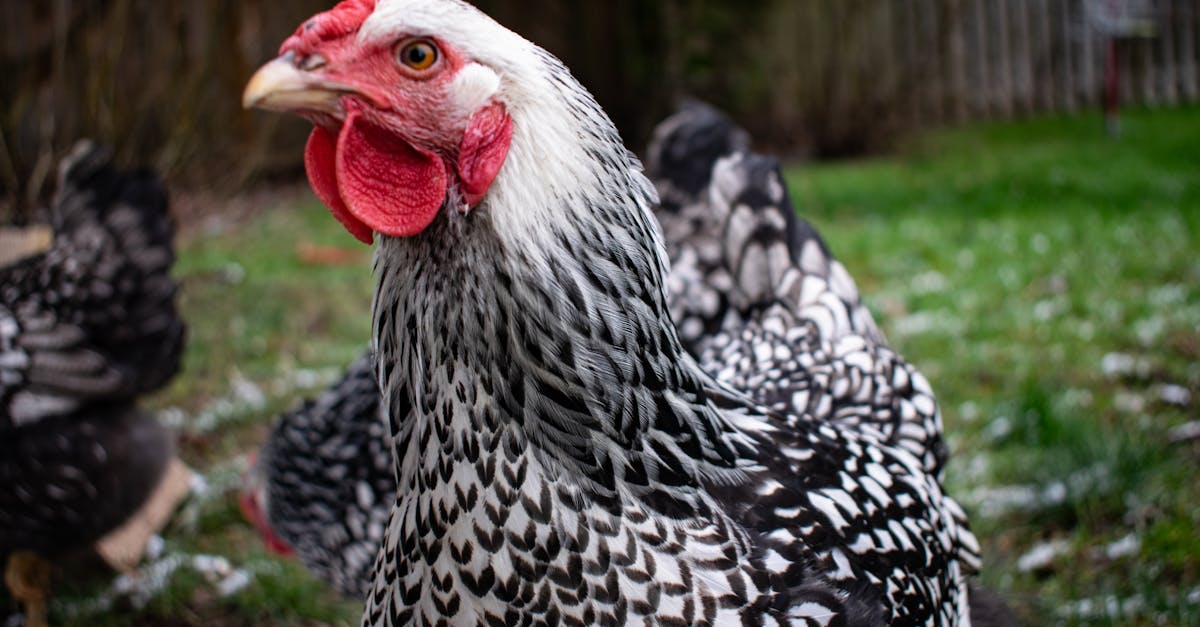 découvrez la wyandotte, une race de poule réputée pour sa beauté et sa douceur. apprenez tout sur ses caractéristiques, son entretien et les avantages de l'élever chez vous.