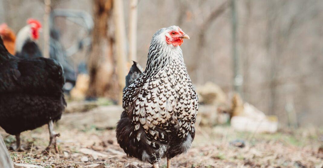 découvrez la wyandotte, une race de poules au plumage attrayant et au caractère docile. idéale pour les jardins, elle est appréciée pour sa beauté et sa prolificité en œufs. obtenez tous nos conseils pour bien élever cette poule polyvalente et ajouter une touche d'élégance à votre élevage.