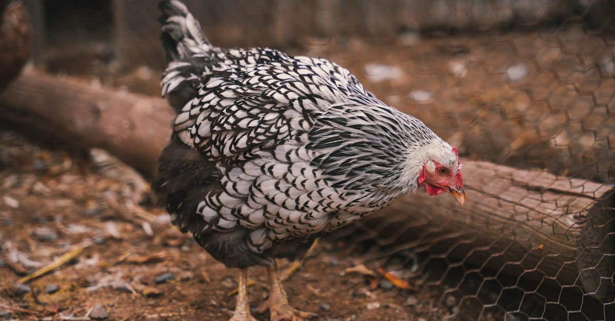 découvrez la wyandotte, une race de poules prisée pour sa beauté et sa robustesse. apprenez-en plus sur ses caractéristiques, son élevage et son entretien pour profiter au mieux de cette volaille au plumage varié et aux qualités exceptionnelles.