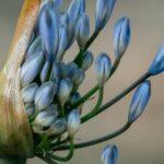 Agapanthe : Guide complet pour la plantation, la culture et l'entretien de cette magnifique plante découvrez les agapanthes, magnifiques plantes à fleurs aux couleurs éclatantes, idéales pour embellir votre jardin. apprenez leurs caractéristiques, leurs soins et comment les intégrer harmonieusement dans vos aménagements extérieurs.