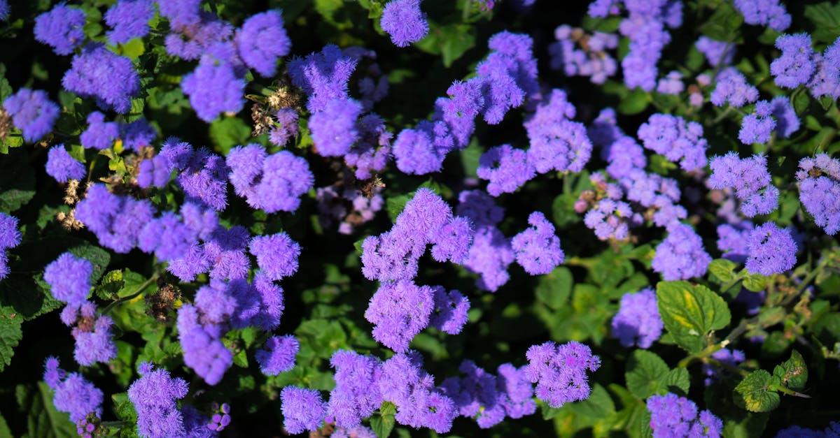 découvrez l'agératum, une plante vivace aux fleurs éclatantes, idéale pour apporter couleur et charme à vos jardins. apprenez ses caractéristiques, ses besoins en entretien et des conseils pour l'intégrer harmonieusement dans votre espace vert.