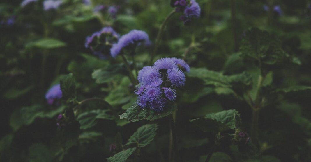 découvrez l'agréatum, une plante annuelle aux fleurs délicates et colorées, idéale pour égayer vos jardins et balcons. apprenez tout sur ses caractéristiques, son entretien et ses variétés pour profiter pleinement de sa beauté durant la saison estivale.