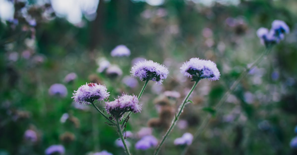 découvrez l'agératum, une plante aux fleurs délicates et colorées qui embellit vos jardins. apprenez à cultiver et entretenir cette vivace facile à vivre, idéale pour ajouter une touche de charme à vos parterres de fleurs.