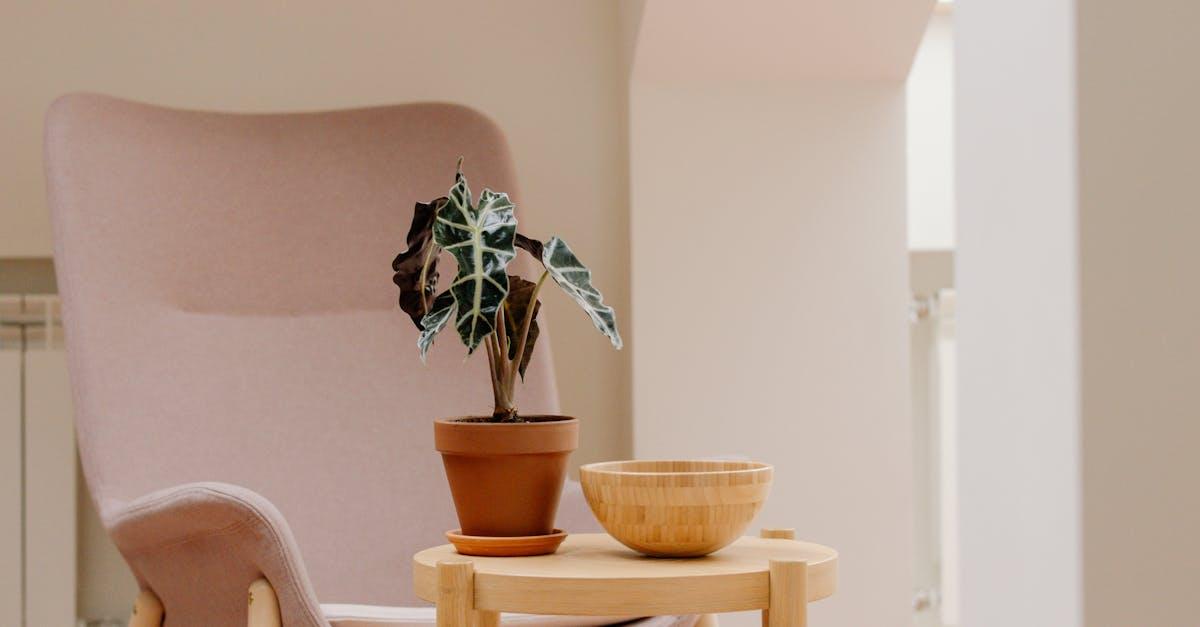 découvrez l'alocasia, une plante tropicale fascinante aux feuilles majestueuses. idéale pour embellir votre intérieur, elle apporte une touche d'exotisme et de verdure à votre décoration. apprenez ses secrets de culture et d'entretien pour en faire un véritable trésor botanique.