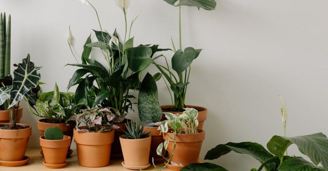 découvrez l'alocasia, une plante d'intérieur exquise et exotique, connue pour ses feuilles majestueuses en forme de flèche. idéale pour apporter une touche de verdure à votre décoration, elle nécessite des soins particuliers pour s'épanouir. apprenez à cultiver cette merveille végétale et à créer un petit coin de paradis chez vous.
