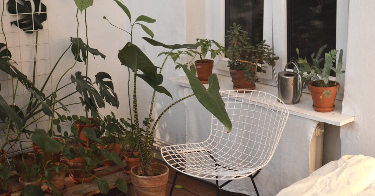 découvrez l'alocasia, une plante d'intérieur exotique aux feuilles spectaculaires. apprenez comment l'entretenir, les variétés disponibles et son impact dans la décoration intérieure.