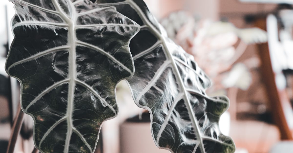 découvrez l'alocasia, une plante d'intérieur fascinante aux grandes feuilles décoratives. apprenez à l'entretenir pour apporter une touche tropicale à votre intérieur.