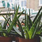 découvrez les bienfaits extraordinaires de l'aloe vera pour votre santé et votre beauté. apprenez à l'utiliser dans votre routine quotidienne pour une peau éclatante et un bien-être optimal.