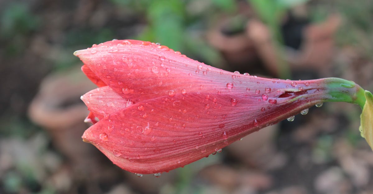 découvrez l'amaryllis, une plante magnifique aux fleurs éclatantes qui illumine vos intérieurs. apprenez à cultiver et entretenir cette belle espèce, idéale pour apporter couleur et joie à votre maison.