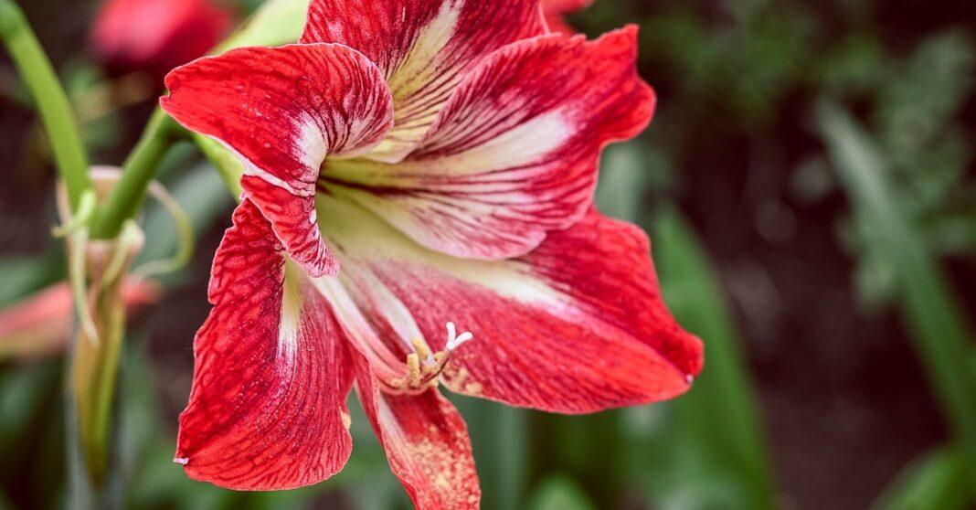 découvrez l'amaryllis, une magnifique plante à fleurs qui illumine votre intérieur avec ses couleurs vives et sa floraison spectaculaire. apprenez à prendre soin de cette plante d'intérieur emblématique et laissez-vous envoûter par sa beauté.