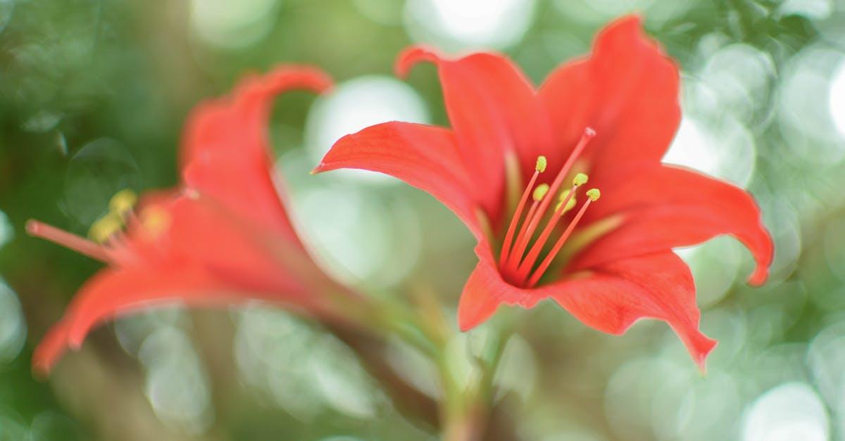 découvrez l'amaryllis, une plante magnifique qui apporte une touche d'élégance à votre intérieur avec ses grandes fleurs colorées. apprenez comment cultiver et entretenir cette plante, idéale pour embellir votre maison ou offrir en cadeau.