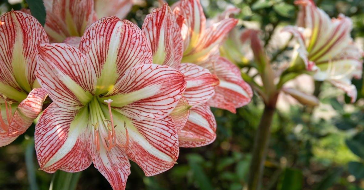 découvrez l'univers éclatant de l'amaryllis, une plante à fleurs majestueuses qui embellit votre intérieur. apprenez à la cultiver, à choisir les meilleures variétés et à profiter de sa floraison spectaculaire toute l'année.