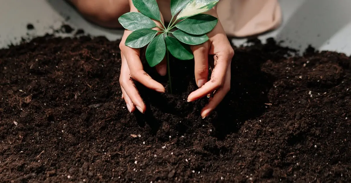 découvrez les meilleures techniques pour la plantation d'arums, des conseils pour choisir le bon emplacement, préparer le sol et assurer une floraison éclatante. transformez votre jardin avec ces magnifiques plantes aquatiques.